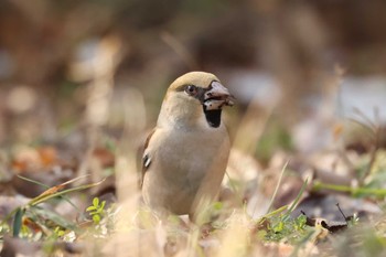 シメ 甲山森林公園 2023年1月29日(日)