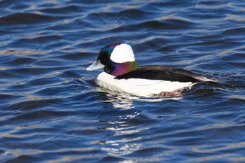 Bufflehead 多摩川 Wed, 2/1/2023