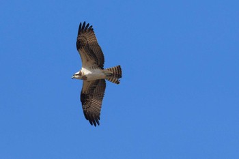 Osprey 多摩川 Wed, 2/1/2023