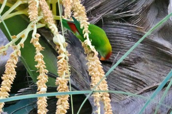 Sri Lanka Hanging Parrot