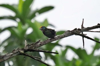 Yellow-fronted Barbet