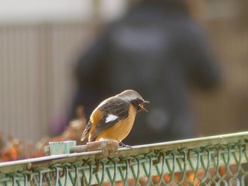 2023年2月3日(金) 鶴ヶ島市の野鳥観察記録