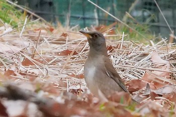 2023年1月15日(日) 東京都立桜ヶ丘公園(聖蹟桜ヶ丘)の野鳥観察記録