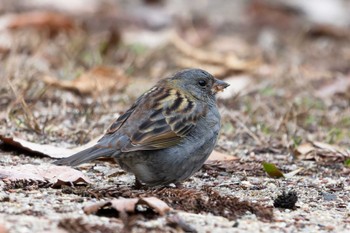 2023年2月2日(木) ロクハ公園(滋賀県草津市)の野鳥観察記録