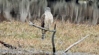 オオタカ 昆陽池公園 2023年2月3日(金)