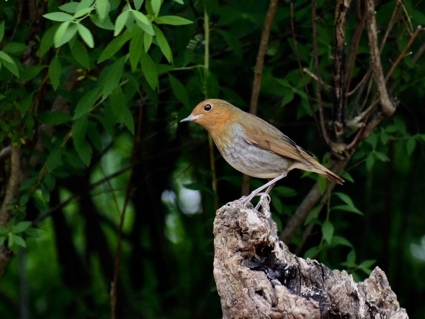 Photo of Japanese Robin at  by ヨウコ