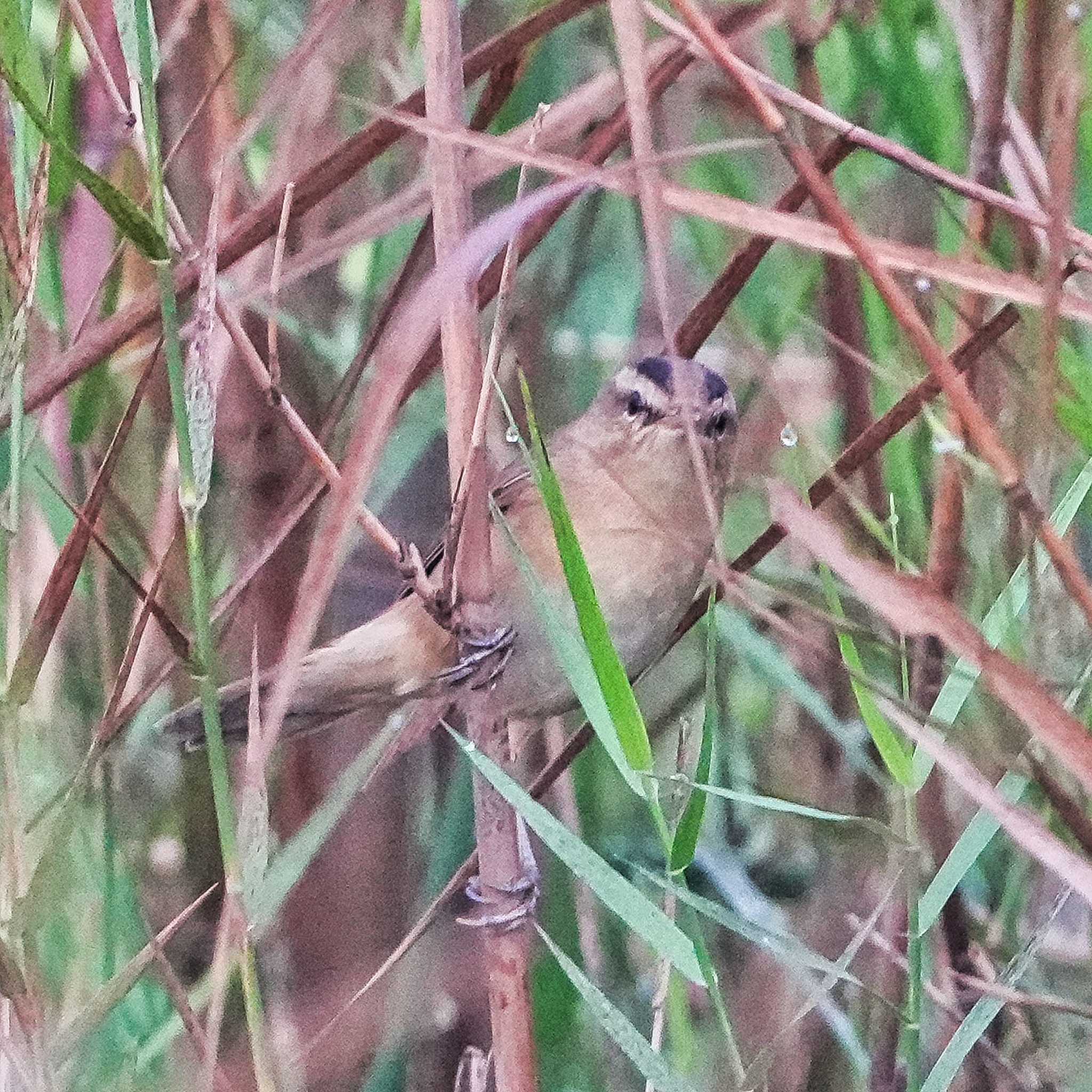 Black-browed Reed Warbler