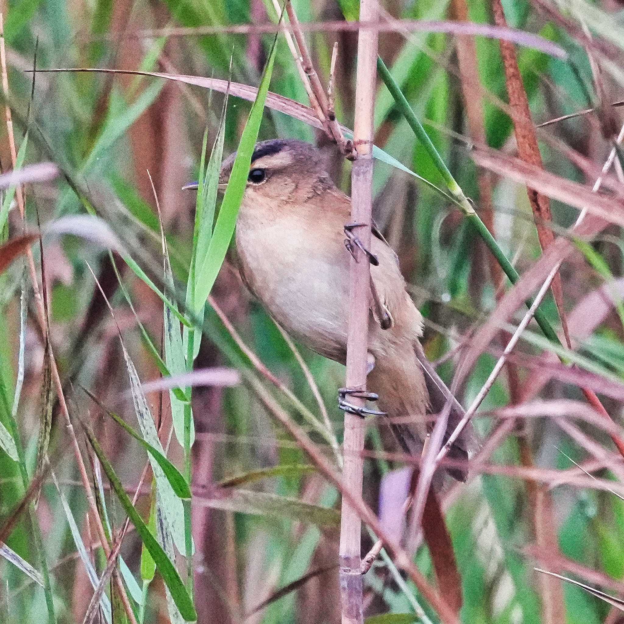 Black-browed Reed Warbler