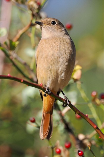 ジョウビタキ 東京港野鳥公園 2023年1月29日(日)