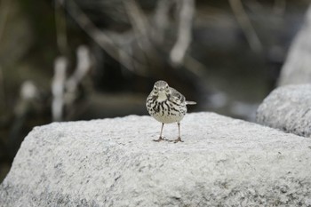 Water Pipit 一ノ宮公園 Sat, 12/31/2022