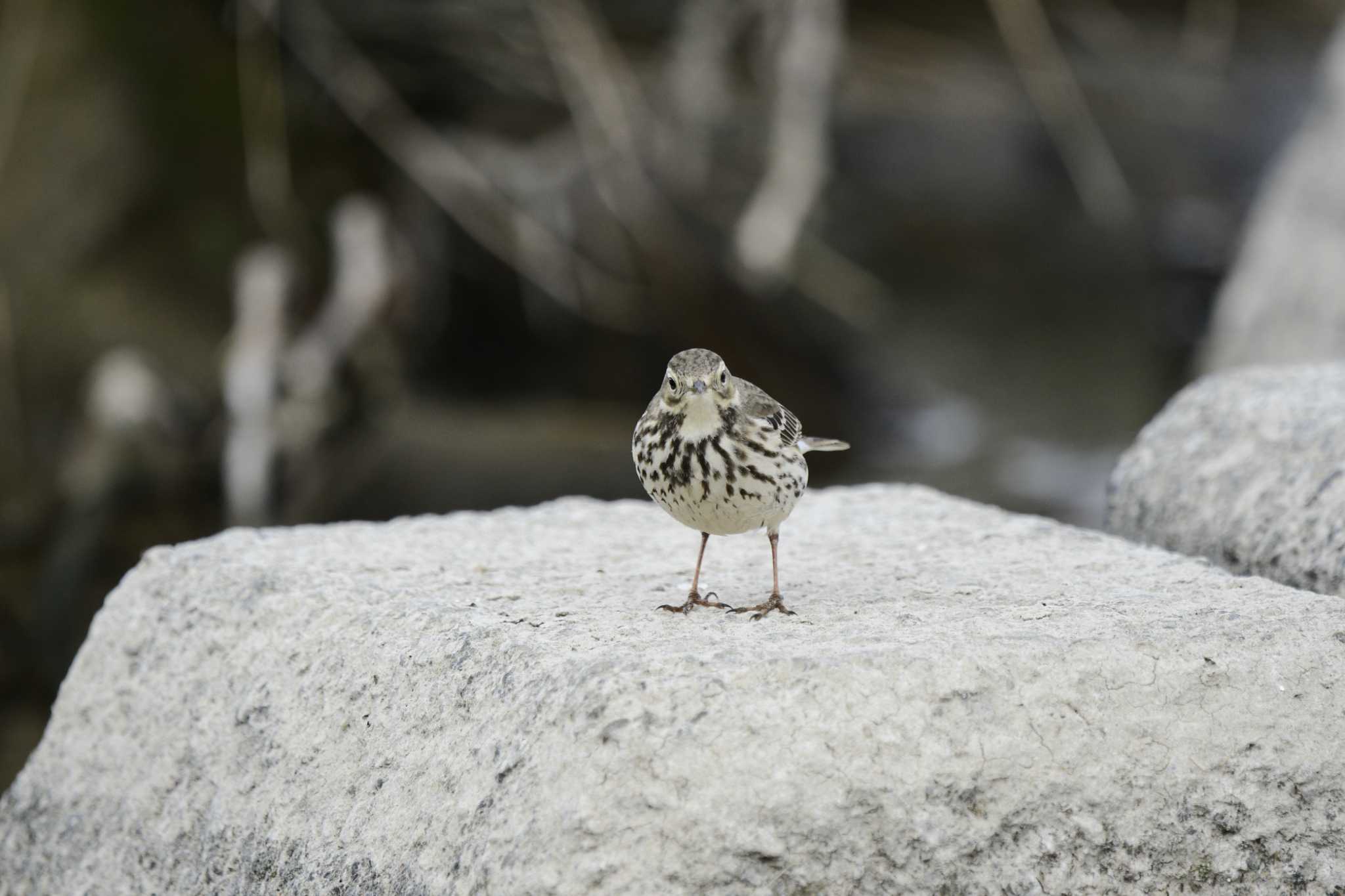 Photo of Water Pipit at 一ノ宮公園 by sotanaka.bird