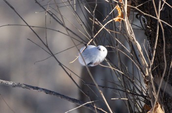 Long-tailed tit(japonicus) Lake Utonai Sun, 1/29/2023