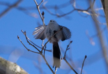 Long-tailed tit(japonicus) Lake Utonai Sun, 1/29/2023