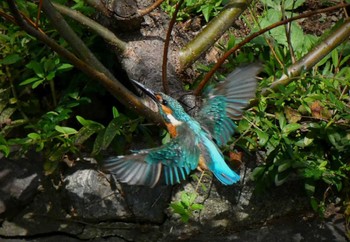 カワセミ 蟹ヶ谷公園 2022年10月11日(火)