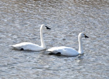 Tundra Swan(columbianus) 日野市多摩川 Wed, 2/1/2023