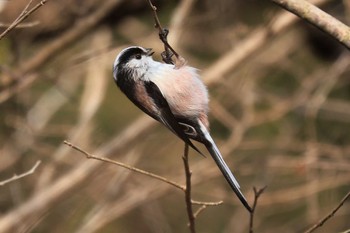 Long-tailed Tit 丸火自然公園 Fri, 2/3/2023