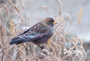 Asian Rosy Finch 茨城県 Sun, 1/15/2023