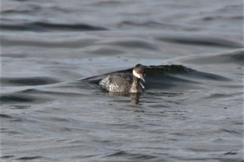 Horned Grebe 兵庫県芦屋市 Tue, 1/31/2023