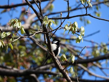 シジュウカラ 京都02 2018年4月8日(日)