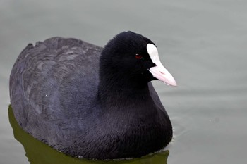 オオバン 聚楽園公園 2023年2月3日(金)