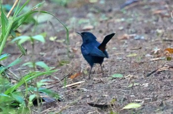 Shining Flycatcher Sri Lanka Wed, 1/25/2023