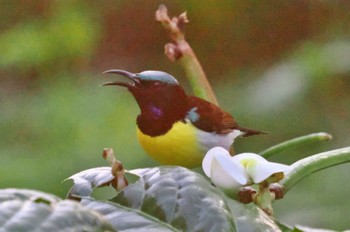 Purple-rumped Sunbird