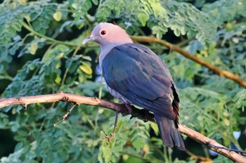 Green Imperial Pigeon Sri Lanka Wed, 1/25/2023
