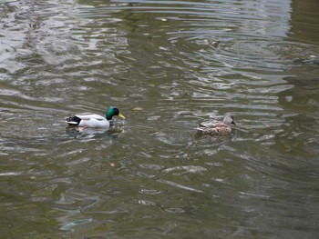 Fri, 2/3/2023 Birding report at Hibiya Park