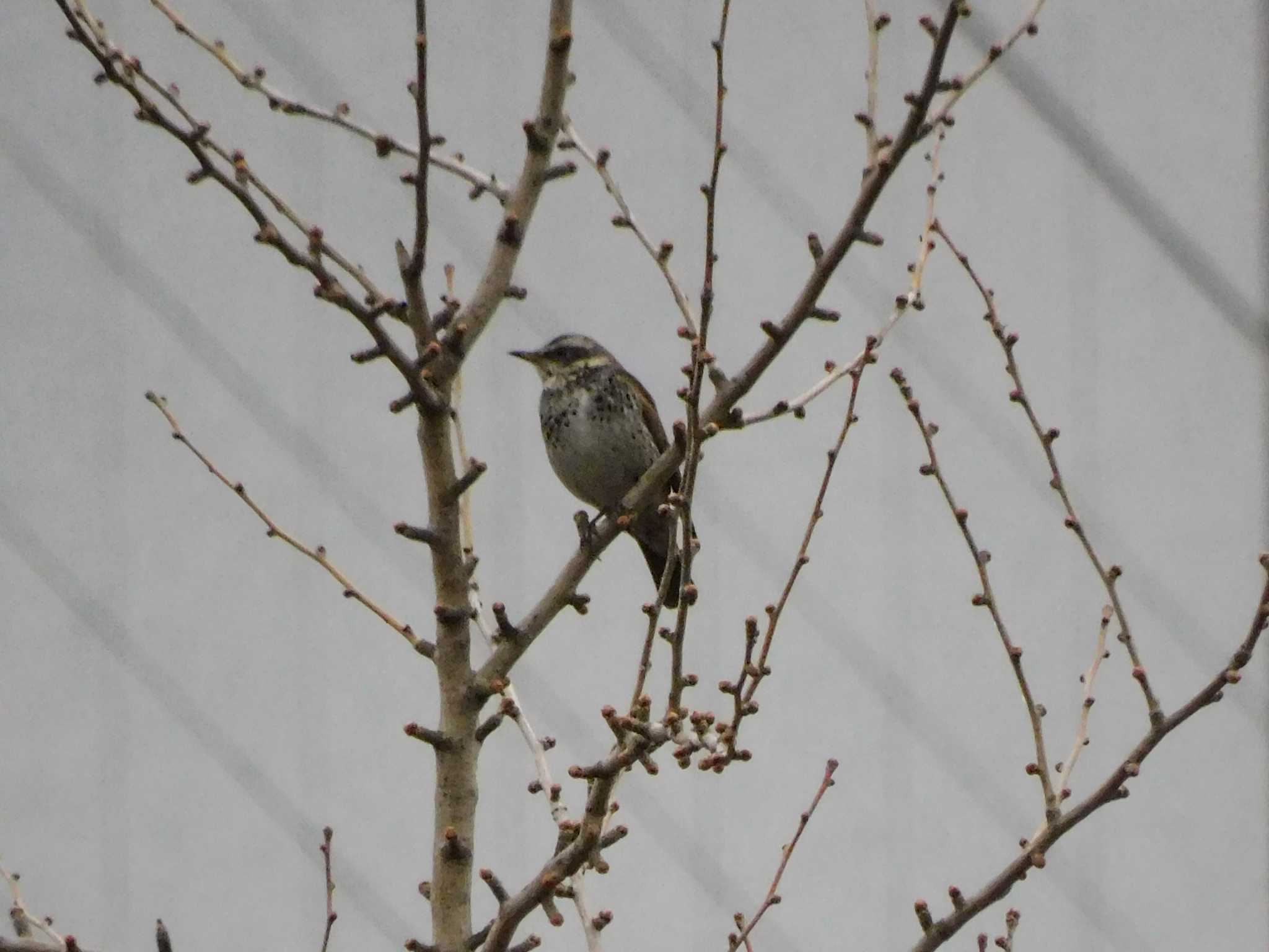 Dusky Thrush