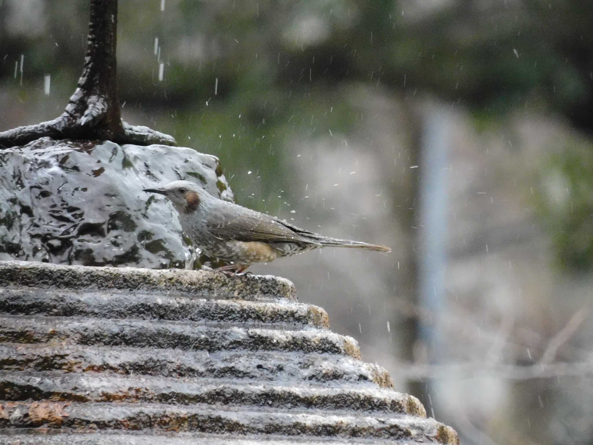 Brown-eared Bulbul