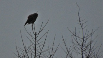 Ural Owl 南牧村 Fri, 2/3/2023