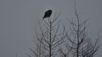 2023年2月3日(金) 南牧村の野鳥観察記録