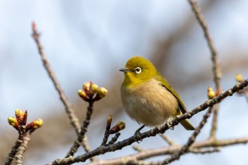 Warbling White-eye 白野江植物公園 Fri, 2/3/2023