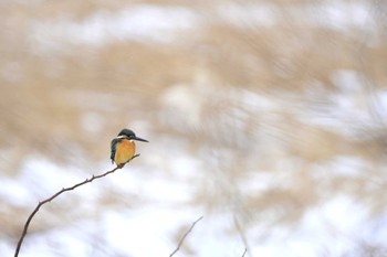 Common Kingfisher 新潟市 Sun, 1/22/2023