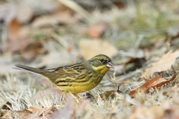 アオジ こども自然公園 (大池公園/横浜市) 2022年12月31日(土)