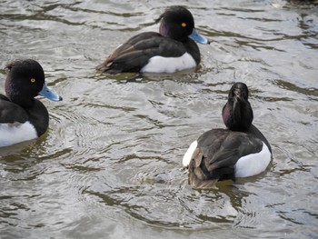 2023年1月21日(土) こども自然公園 (大池公園/横浜市)の野鳥観察記録