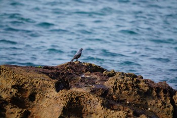 Blue Rock Thrush 狩尾岬 Fri, 2/3/2023