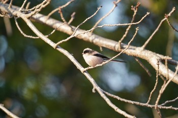 Long-tailed Tit 頓田貯水池(北九州市若松区) Fri, 2/3/2023