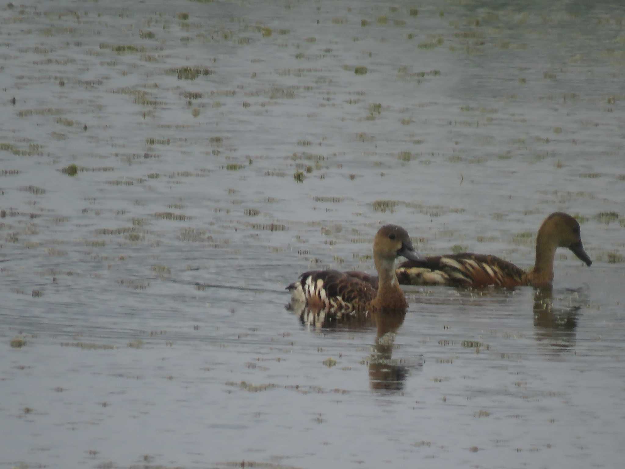 Wandering Whistling Duck by Nozomu 