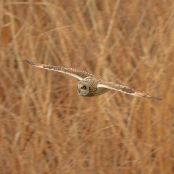 Short-eared Owl 江戸川 Unknown Date