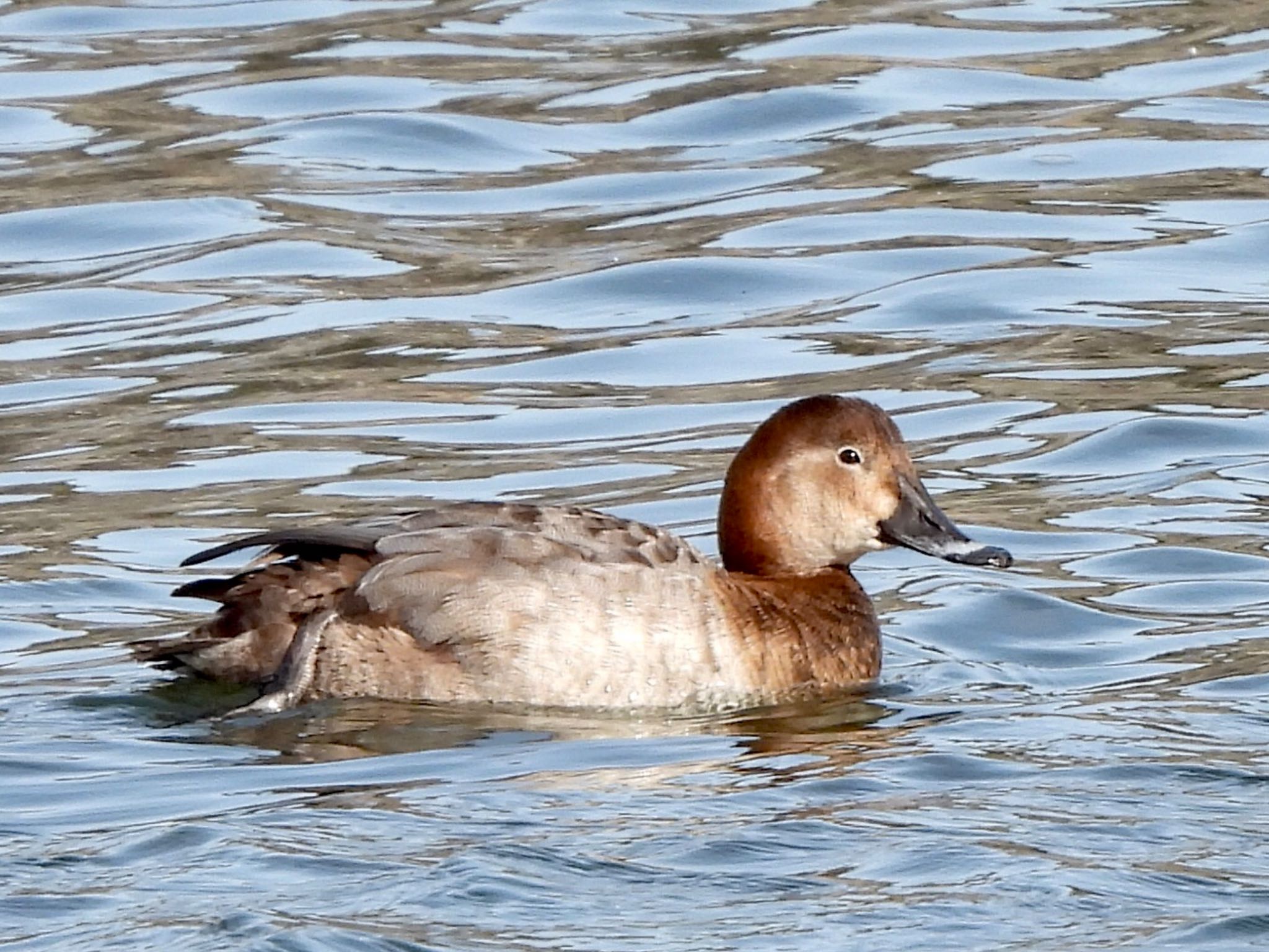 Photo of Common Pochard at Tokyo Port Wild Bird Park by くー