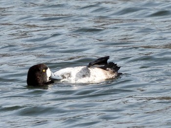 スズガモ 東京港野鳥公園 2022年3月30日(水)