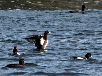 キンクロハジロ 東京港野鳥公園 2022年3月30日(水)