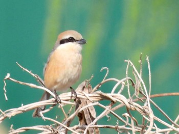 モズ 東京港野鳥公園 2022年3月30日(水)