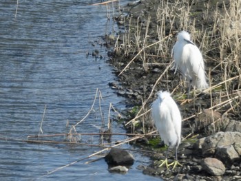 コサギ 東京港野鳥公園 2022年3月30日(水)