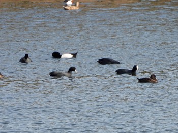 オオバン 東京港野鳥公園 2022年3月30日(水)