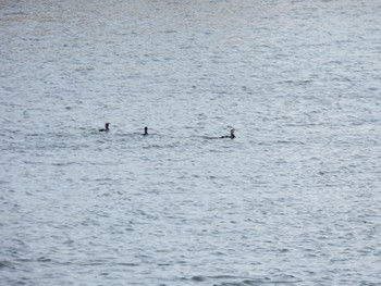 カワウ 東京港野鳥公園 2022年3月30日(水)