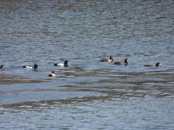 スズガモ 東京港野鳥公園 2022年3月30日(水)