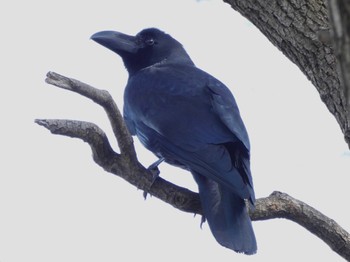 ハシブトガラス 東京港野鳥公園 2022年3月30日(水)