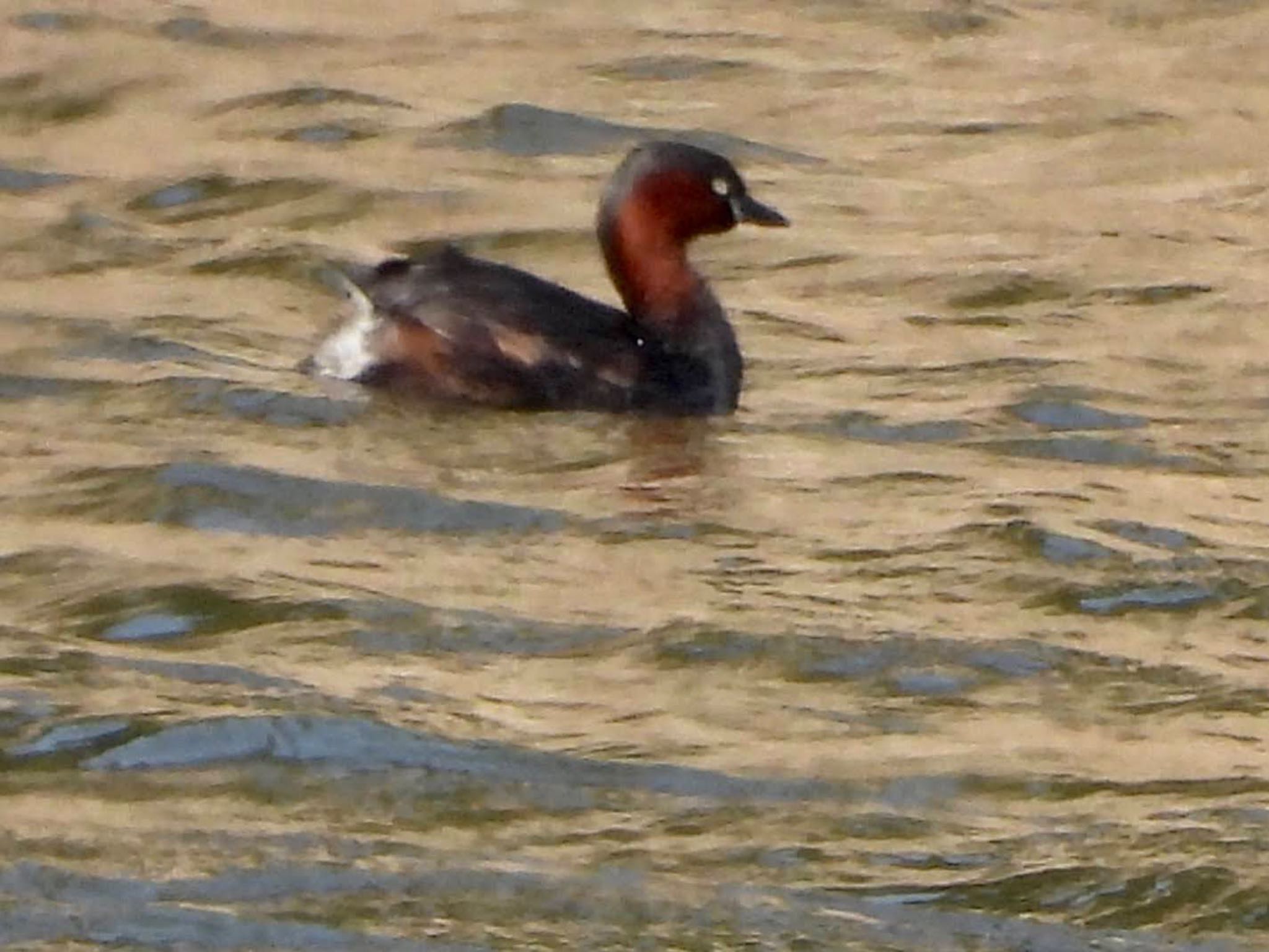 Photo of Little Grebe at Tokyo Port Wild Bird Park by くー